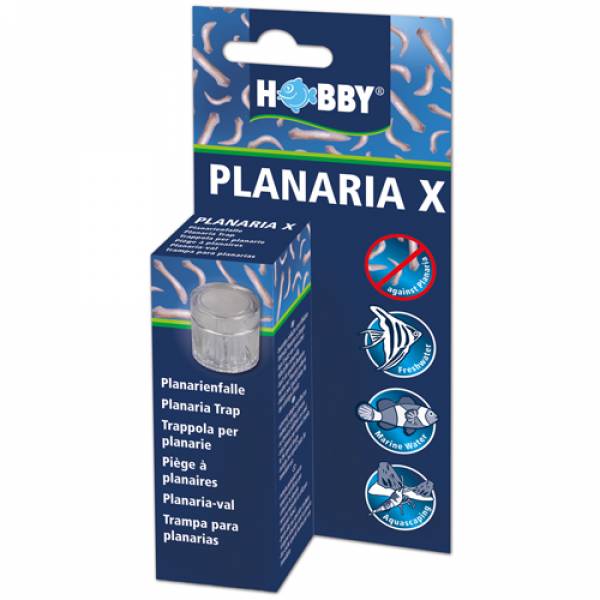 Planaria X Planarienfalle